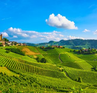 Weinberge in Serralunga d'Alba © stevanzz-stock.adobe.com